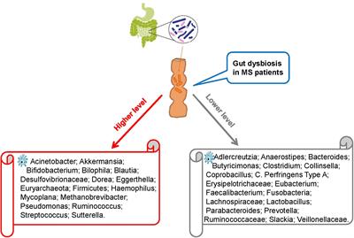 Dietary Modulation of Intestinal Microbiota: Future Opportunities in Experimental Autoimmune Encephalomyelitis and Multiple Sclerosis